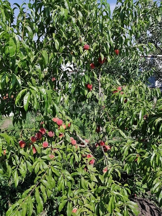 
  Продам  дачный участок, 5 соток, сдт Калина Красная

. Фото 3.