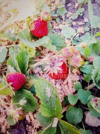 
  Продается дом, 98 м², Ессентуки
. Фото 11.