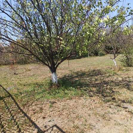 
  Продается земельный участок, 9.9 соток, хутор Усть-Койсуг
. Фото 12.