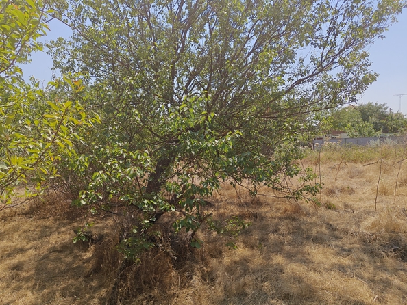 
  Продается земельный участок, 14 соток, село Синявское
. Фото 21.