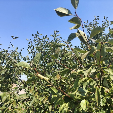 
  Продается земельный участок, 13.26 соток, хутор Усть-Койсуг
. Фото 3.