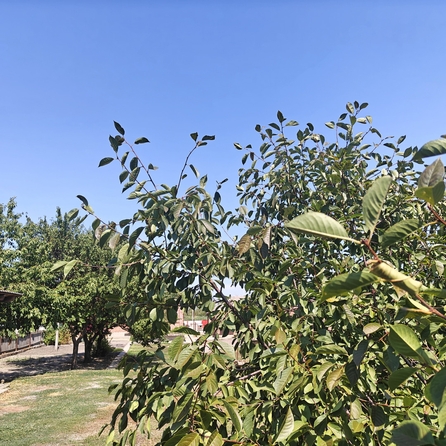 
  Продается земельный участок, 13.26 соток, хутор Усть-Койсуг
. Фото 5.