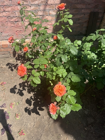 
  Продается дом, 135 м², Ростов-на-Дону
. Фото 38.