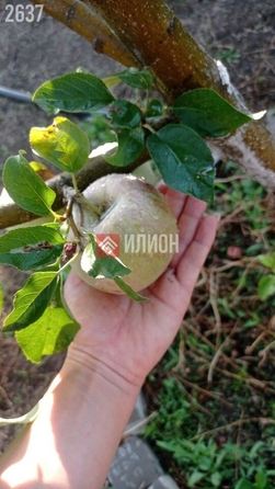 
  Продается коттедж 109 м². Фото 39.