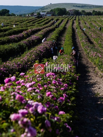 
  Продается земельный участок 130 соток. Фото 2.